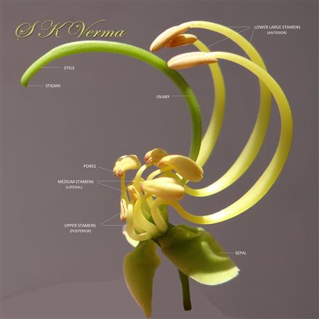  Flower with petals removed